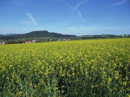 Řepka tu barví svět do žluta
