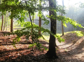 Ráno je průzračné