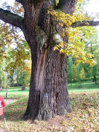 Startujeme u dubu před zámkem