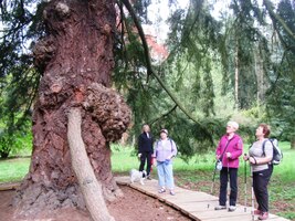 Douglaska v místním arboretu