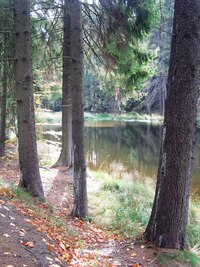 Elegické lesní jezírko