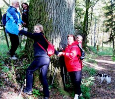 Lesní velikán v mnohonásobném objetí