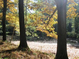 procházíme zdejšími hlubokými lesy