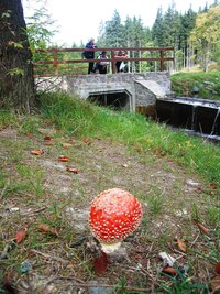 Dámy na mostě za muchomůrkou