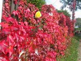 Toto už jsou ale barvy podzimu,