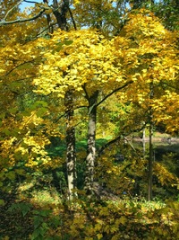 pod korunami stromů