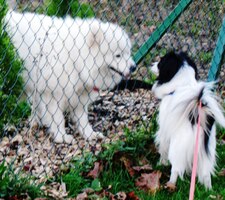 Blízká setkání psího druhu