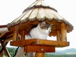 Divné vtáky majů na Slovensku!