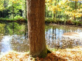 kolem lesních rybníčků