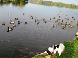 a Rambo zase místní husičky