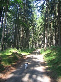 Stín lesní cesty je příjemný