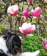 I Rambo byl nadšen magnoliemi