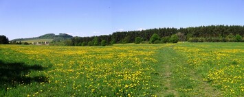 Všechno kolem kvete žlutě, inu jaro!