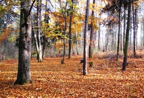 a pokračujeme místním lesem