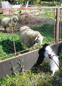 Blízká setkání různých druhů