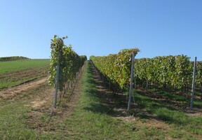 a pak sestupovali kolem vinic