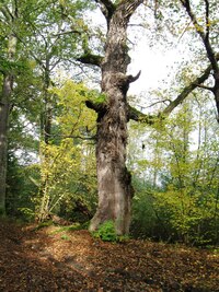 Místní stromy něco pamatují,