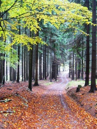 To už ale lesy končí