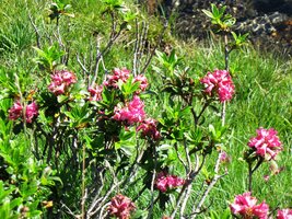 zde azalka vysokopyrenejská