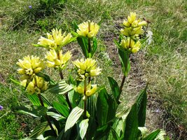 tohle hořec žlutohlavý,