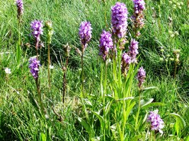 Tohle je kamzičník andorský,