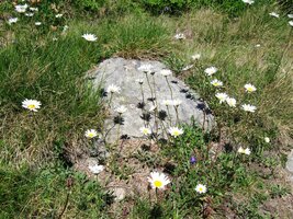 tohle zase sedmikráska skalni,