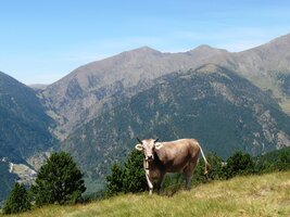 do sedla Collada de Montaner