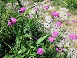 Tohle je kominíček růžolistý,