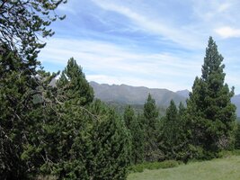 Vystupuje i sestupuje se příjemným borovým lesem