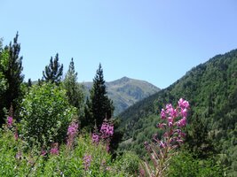 loukami s kvetoucí vrbovkou