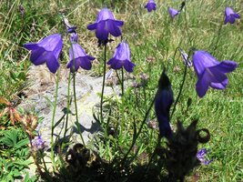 a tady hořec zvonkovitý (pokud ovšem věříte názvosloví zlomyslného sedmiháře...)