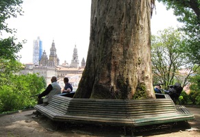 Od velkého platanu je krásný výhled na katedrálu