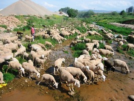 a rozsáhlých pastvin pro dobytek