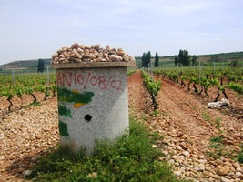 Potom vede cesta nekonečnými plochami vinic