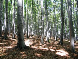 ale většinou tu jsme v zajetí hustých bučin