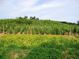 Hned za Královským Chlumcem byly k vidění první vinice