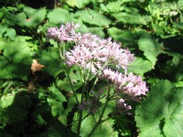 Kvetou na nich lopuchy