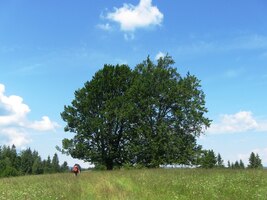 a kolem rozložitých buků
