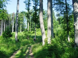 Jen chvílemi jsme šli lesem