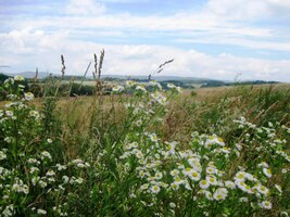 (dneska je to samé kvítí!)