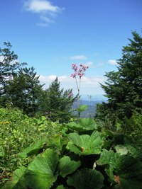 a tváří se jako orchideje