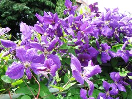 plnými zahradních květů