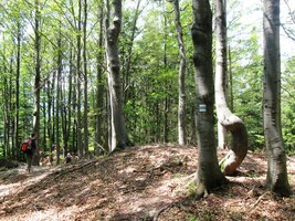 a asi už roky neprošlápnutá