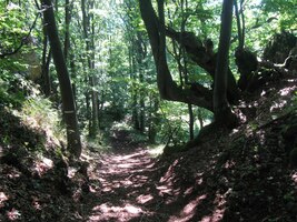 a po bloudění místními lesy