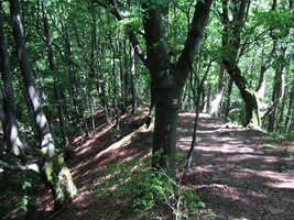 Po mokrém listí to klouže ovšem stejně zrádně