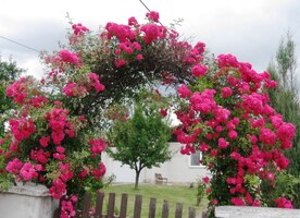 všech odstínů barev i vůní