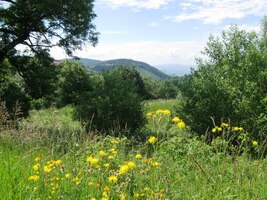 V Kremnických vrších i tulácká hůl rozkvete