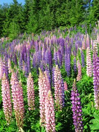 Nad chatou Limba roste vlčí bob. Je ho málo?