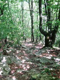 a pak už vede cesta lesem