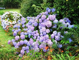 Potom jsme popojeli do říše květů